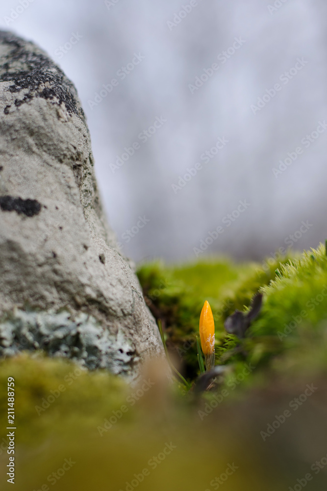 Yellow Crocus growing close to the mountain rock. Spring closeup view. Yellow Crocus growing close to the mountain rock. Spring closeup view.