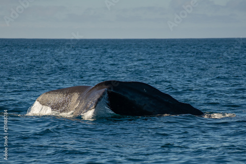 Wale II © Florian