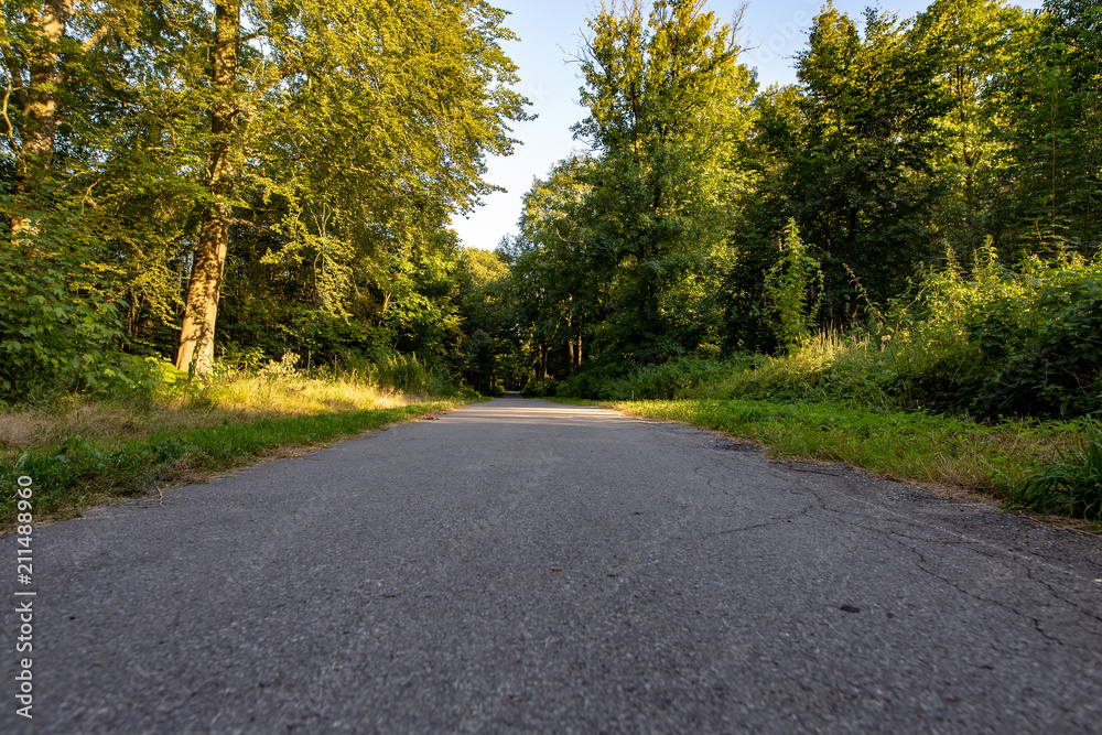 Waldweg1