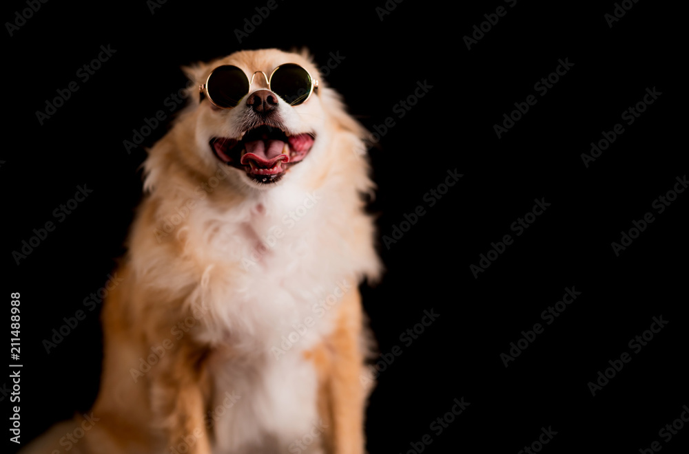 cute dog chihuahua with brown hair wear round sun glasses on black background