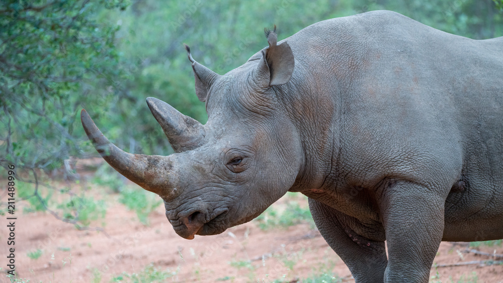 Fototapeta premium schwarzes Nashorn im afrikanischen Busch