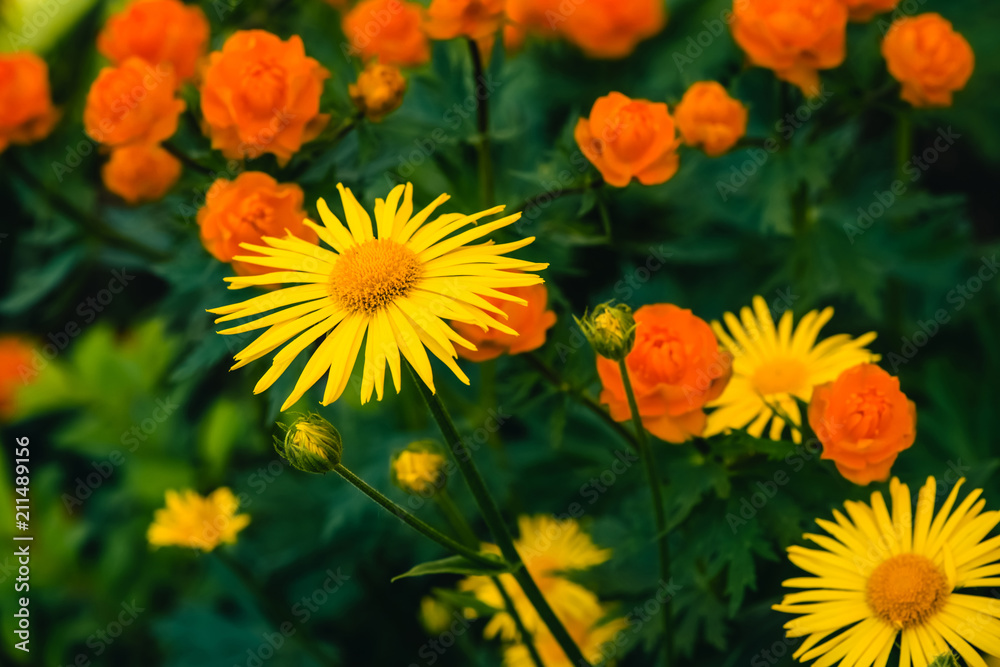 Beautiful arnica close up grow on background of warm globeflowers with copy space. Bright yellow fresh plants with orange center in macro on green and fairy background. Medicinal plants. Beautiful arnica close up grow on background of warm globeflowers with copy space. Bright yellow fresh plants with orange center in macro on green and fairy background. Medicinal plants.