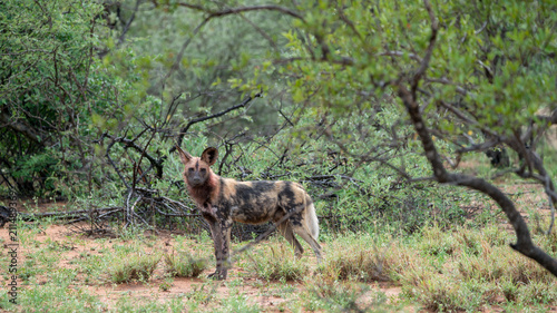 Afrikanische Wildhunde in Südafrika
