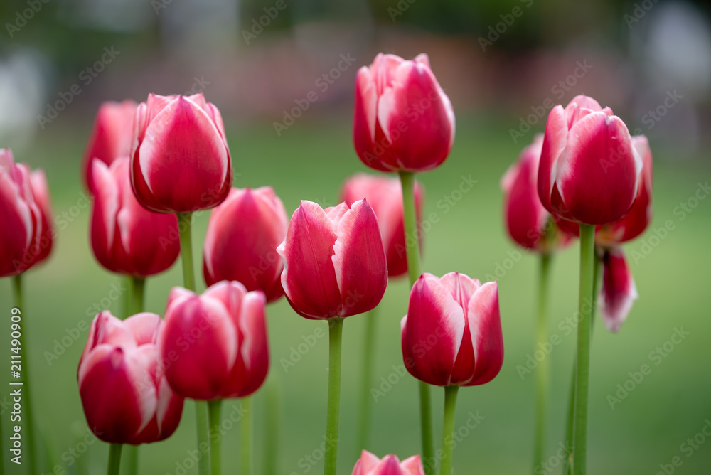 赤いチューリップの花