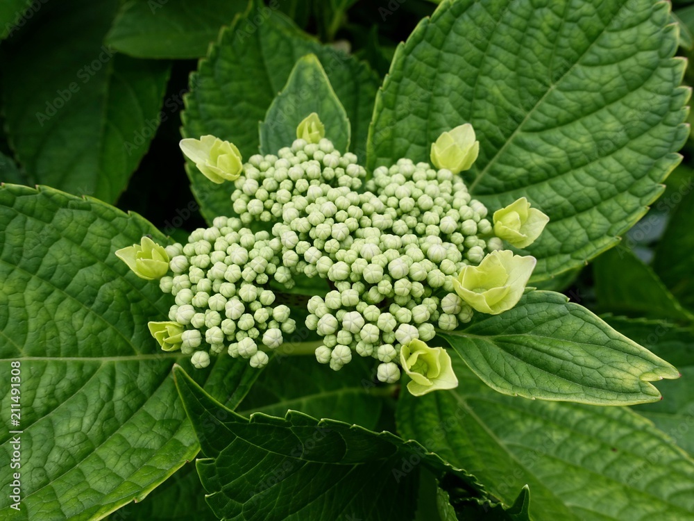 紫陽花 紫陽花