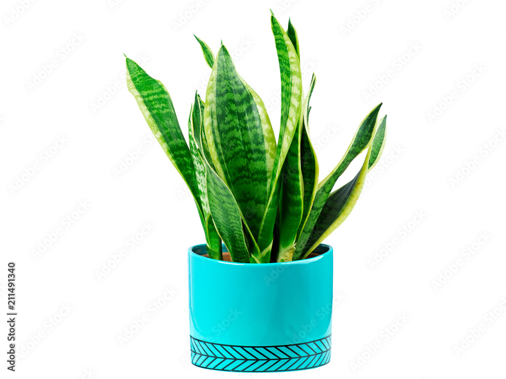 Sansevieria ou langue de belle mère verte en pot Sansevieria ou langue de belle mère verte en pot