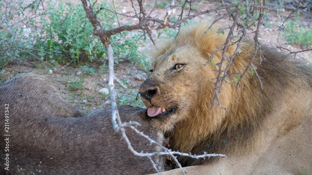 Löwe frisst einen Wasserbock in Afrika Stock Photo Adobe Stock
