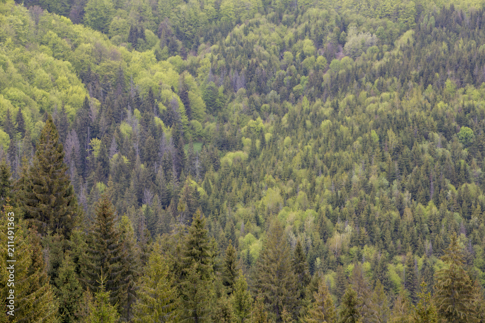 Mountain forest with coniferous and deciduous trees, early spring.