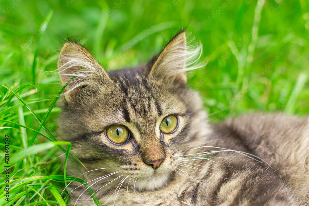 portrait of a kitten in the grass