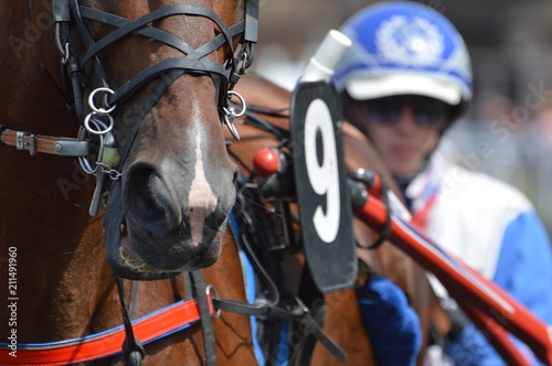 Fototapeta Naklejka Na Ścianę i Meble -  cheval de courses