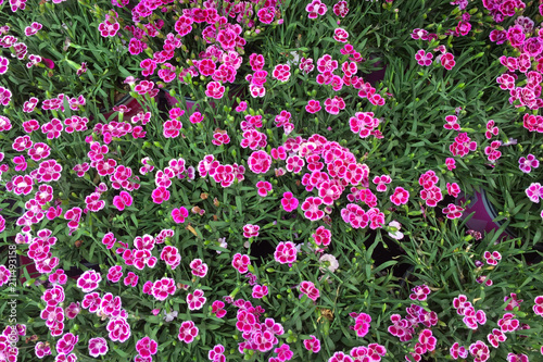 Dianthus 