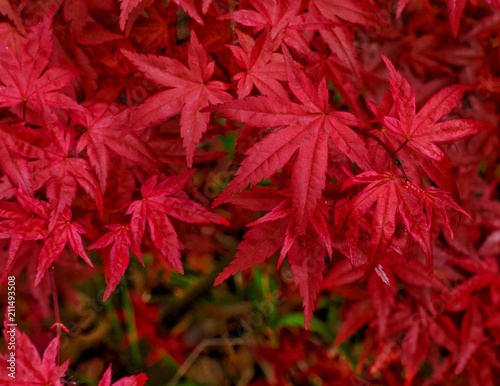 Japanese Maple 