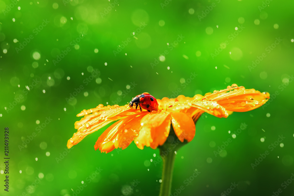 Obraz premium Biedronka na stokrotka kwiat i krople wody, streszczenie tło