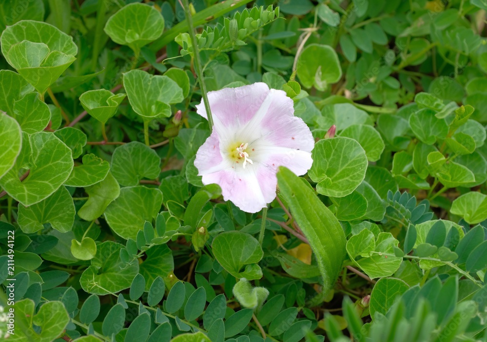 Fototapeta premium 浜昼顔