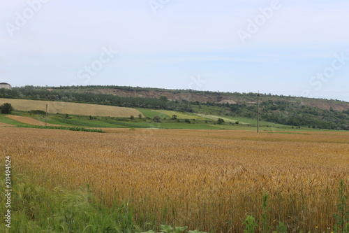  The grain ripens in the fields
