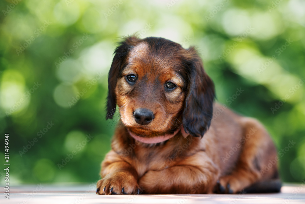 adorable dachshund puppy lying down outdoors