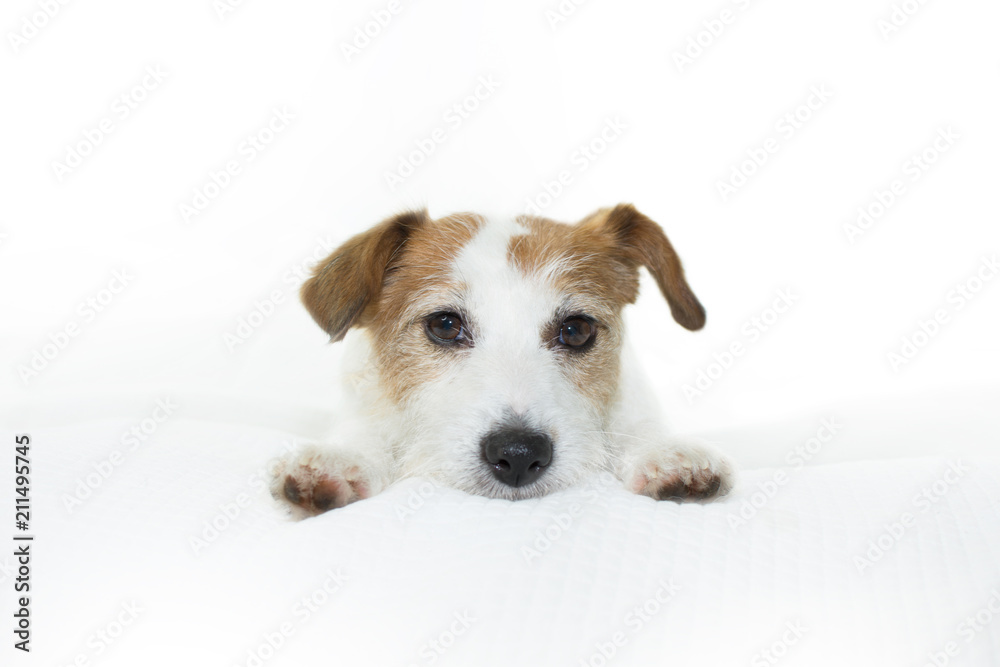 ADORABLE JACK RUSSELL DOG RESTING ON BED ISOLATED