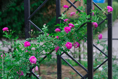 Fototapeta Naklejka Na Ścianę i Meble -  pink tea rose