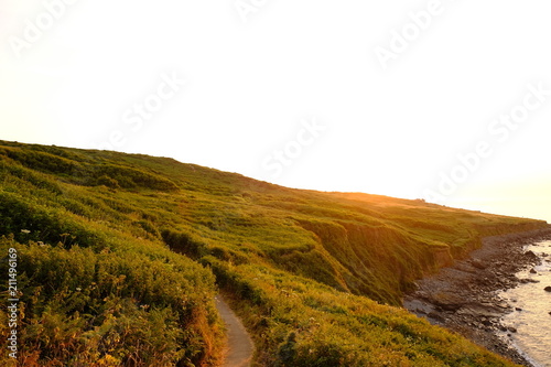 golden field