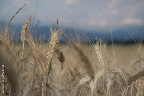 Erntereifes Getreide auf Feld, Landwirtschaft und Ackerbau, Freiraum 