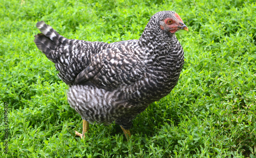 Gray and white striped thoroughbred chicken close-up on a green meadow. Organic agriculture, free grazing of poultry. Farming.