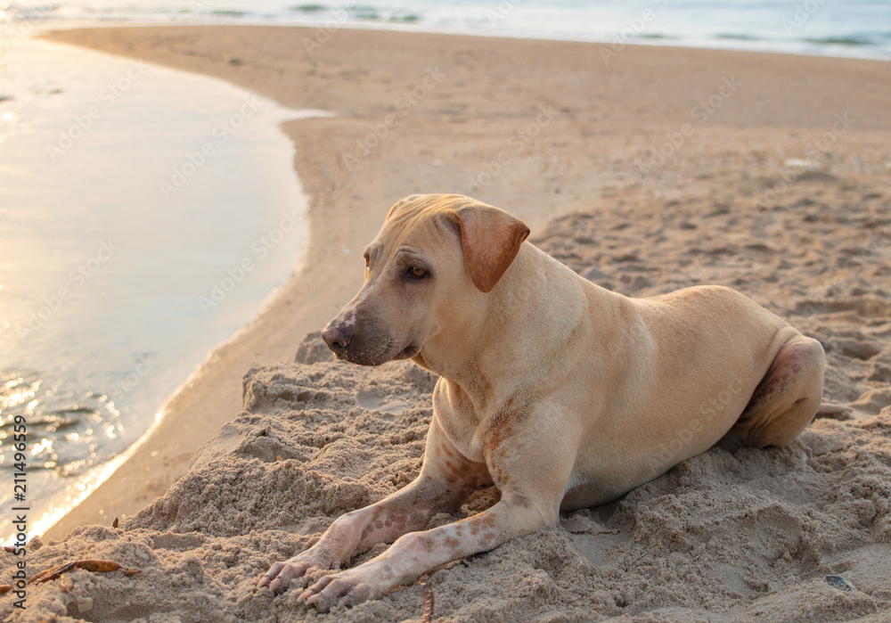 Close up view. Dog with light brown hair stay on the beach. During in the morning with warm sunlight and copy space. Close up view. Dog with light brown hair stay on the beach. During in the morning with warm sunlight and copy space.