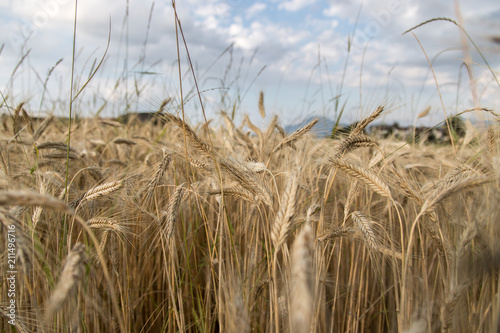 Erntereifes Getreide auf Feld  Landwirtschaft und Ackerbau