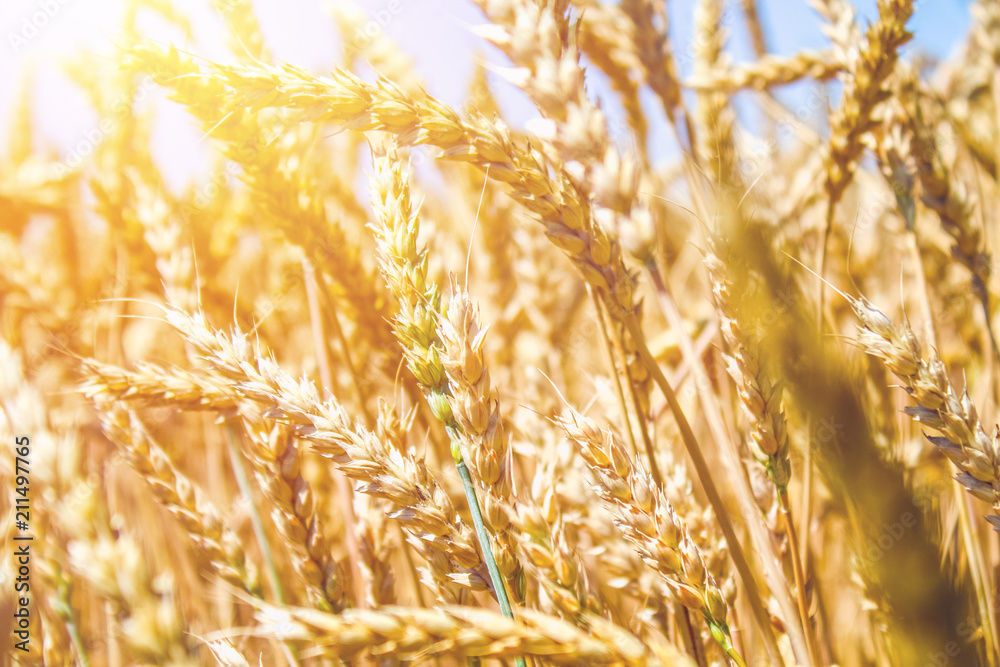 Fototapeta premium Wheat field. Ears of golden wheat close up. Beautiful Nature Sunset Landscape. Rural Scenery under Shining Sunlight. Background of ripening ears of meadow wheat field. Rich harvest Concept.