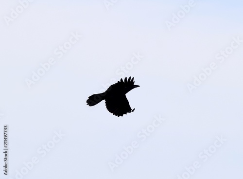silhouette of a flying Crow on  a light background 