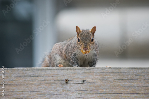 A squirrel sitting on a ledge eating and looking cute