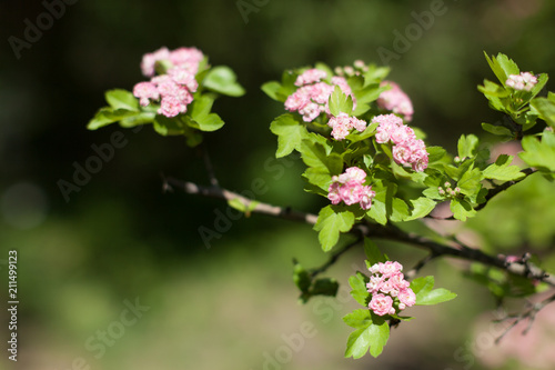 Blossom apple over nature background, spring flowers