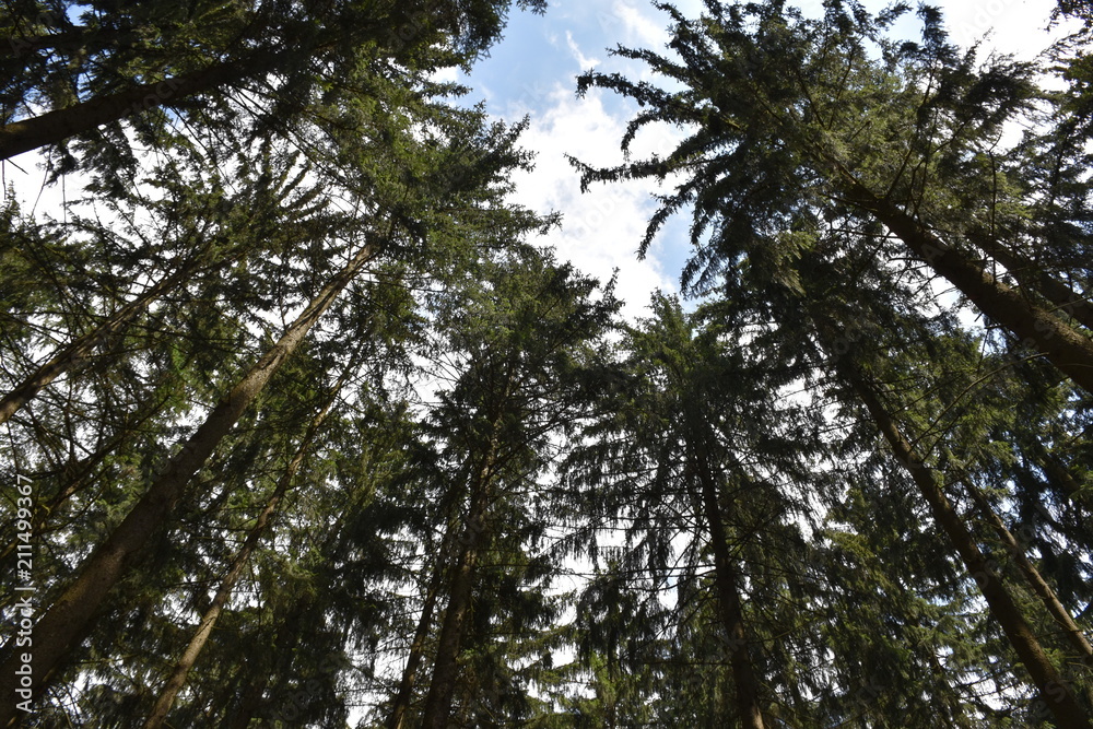 Fototapeta premium Wald