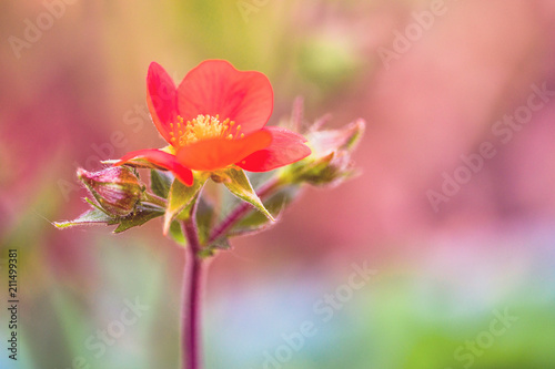 Fototapeta Naklejka Na Ścianę i Meble -  Spring small flowers on blurred macro background. Spring or summer border template with copy space. Romantic greeting card. Blooming flowers on sunny day. Flowering springtime. Spring background