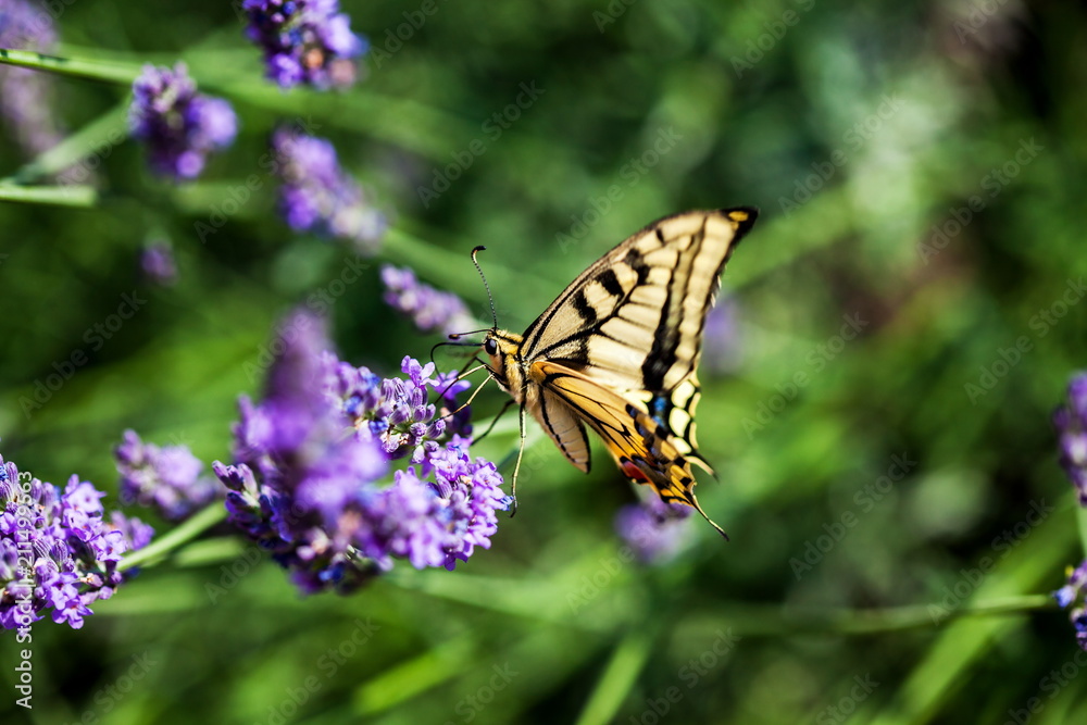 Summer hot dance of butterfly swallowtail on a lavender field in sunny day Summer hot dance of butterfly swallowtail on a lavender field in sunny day