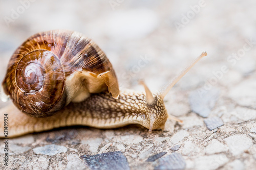 snail on blurred macro background. Helix pomatia Gastropoda. Roman snail gastropods, edible snail or escargot. mollusk family Helicidae photo