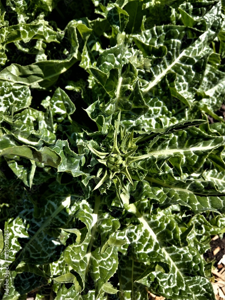 Zierkohl, Grünpflanze Zierkohl, Grünpflanze