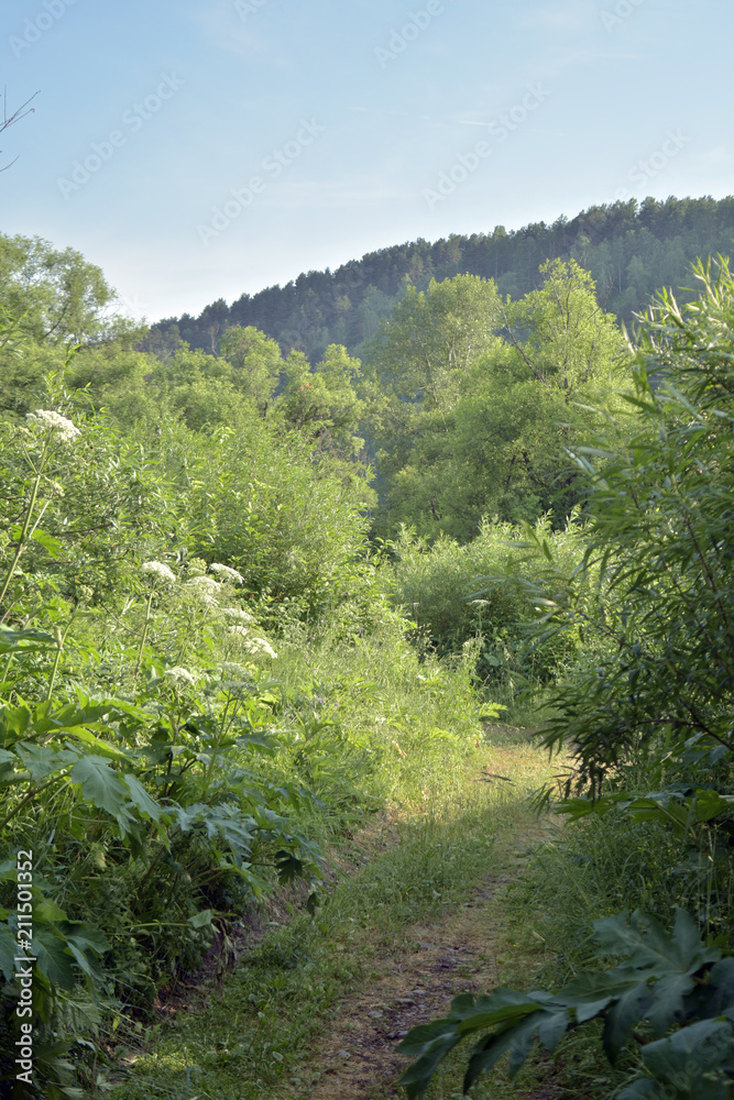 forest forest
