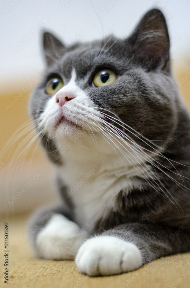Cute british grey cat is looking up with interesting. Cute british grey cat is looking up with interesting.