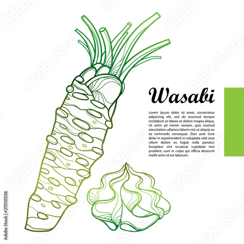 Vector outline root with cut leaves and paste of Wasabi or Japanese horseradish in green isolated on white background. Spicy and culinary Wasabi herb in contour style for summer design. 