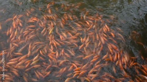 Fancy carp or Koi fish swimming and beautiful dancing while chinese people feeding food at water pond in the garden of Zhongshan Park in Shantou, China photo