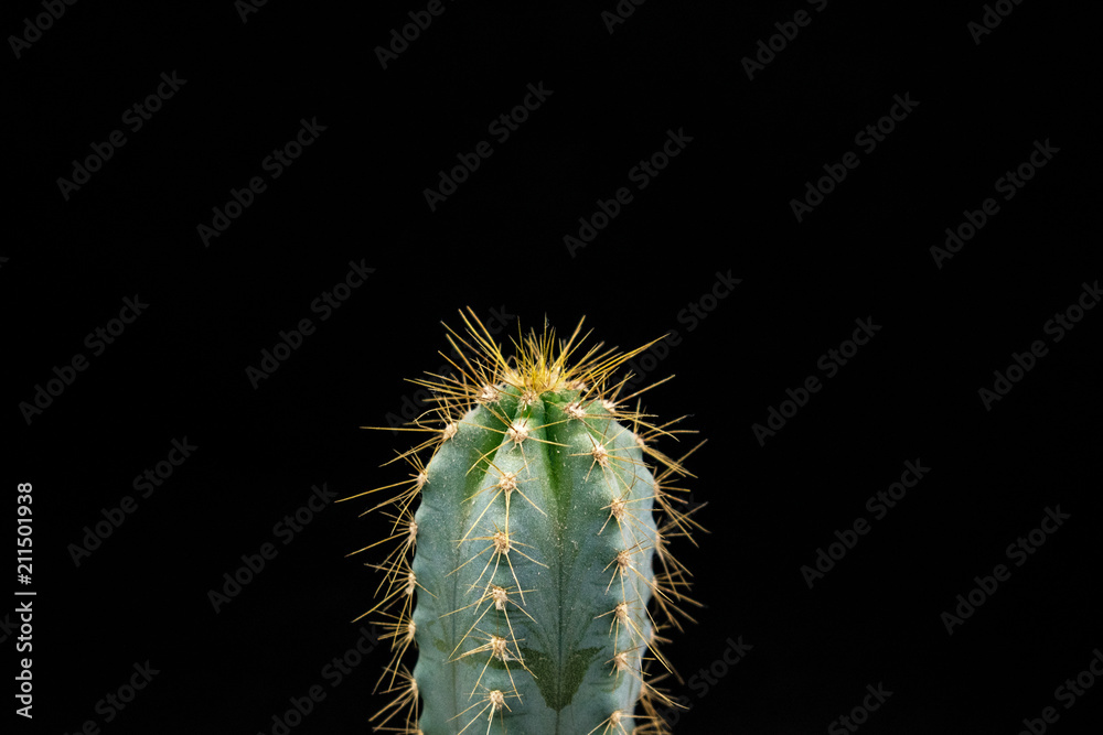 Naklejka premium kaktus Nahaufnahme