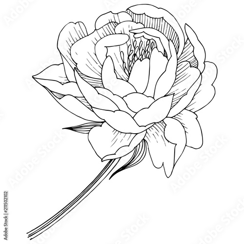 Peony flower in a vector style isolated. Full name of the plant: peony. Vector flower for background, texture, wrapper pattern, frame or border.