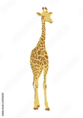 isolated giraffe illustration on white background