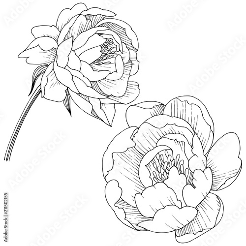 Peony flower in a vector style isolated. Full name of the plant: peony. Vector flower for background, texture, wrapper pattern, frame or border.