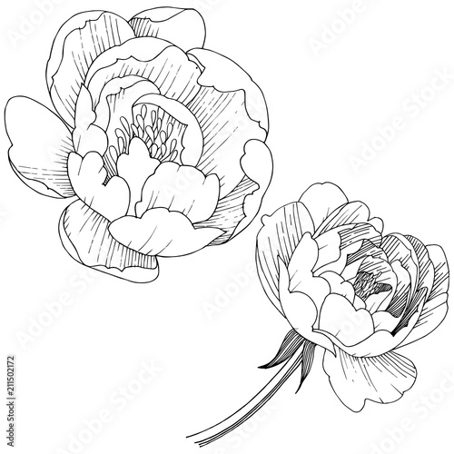 Peony flower in a vector style isolated. Full name of the plant: peony. Vector flower for background, texture, wrapper pattern, frame or border.