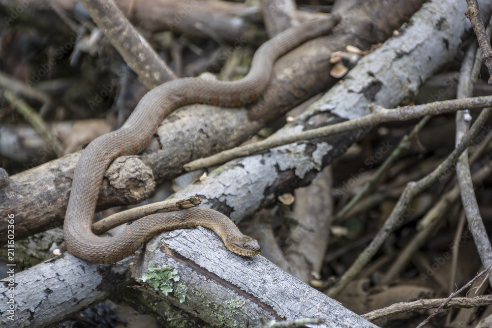 A red and brown Northern Water Snake slithers among a pile of dead branches in a Virginia wetland. A red and brown Northern Water Snake slithers among a pile of dead branches in a Virginia wetland.