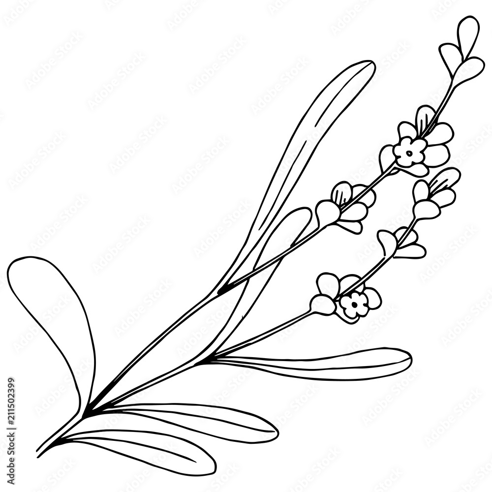Lavender flower in a vector style isolated. Full name of the plant: lavender. Vector flower for background, texture, wrapper pattern, frame or border.