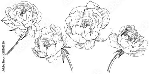 Peony flower in a vector style isolated. Full name of the plant: peony. Vector flower for background, texture, wrapper pattern, frame or border.