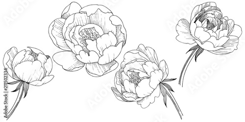 Peony flower in a vector style isolated. Full name of the plant: peony. Vector flower for background, texture, wrapper pattern, frame or border.