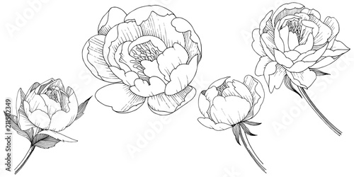 Peony flower in a vector style isolated. Full name of the plant: peony. Vector flower for background, texture, wrapper pattern, frame or border.